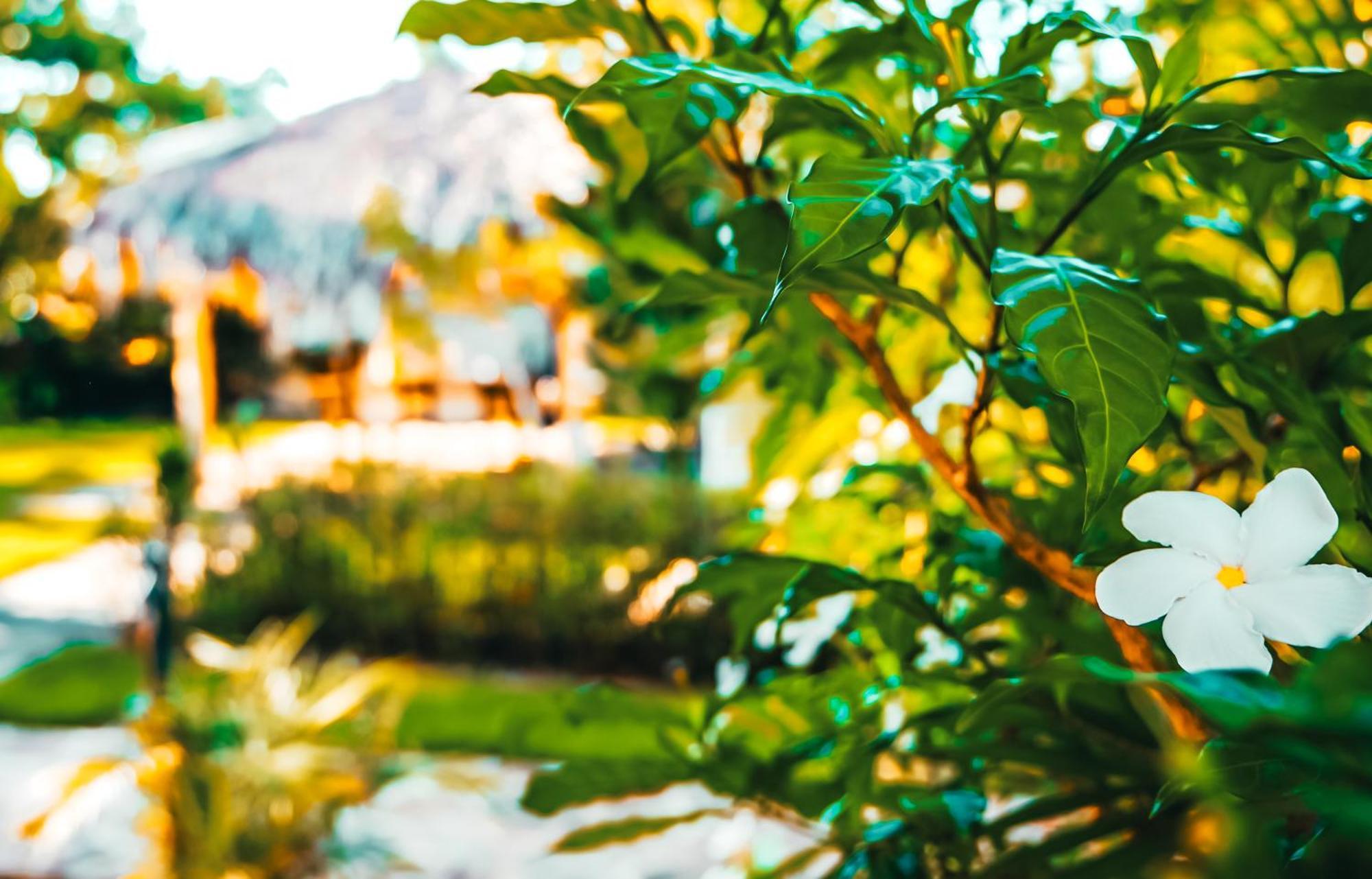 Hotel Enjoy Las Terrenas Kültér fotó